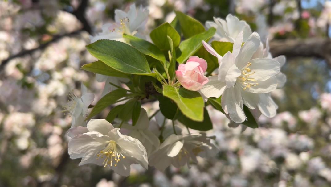 郑州踏青赏花全攻略,郑州最适合踏青赏花的地方