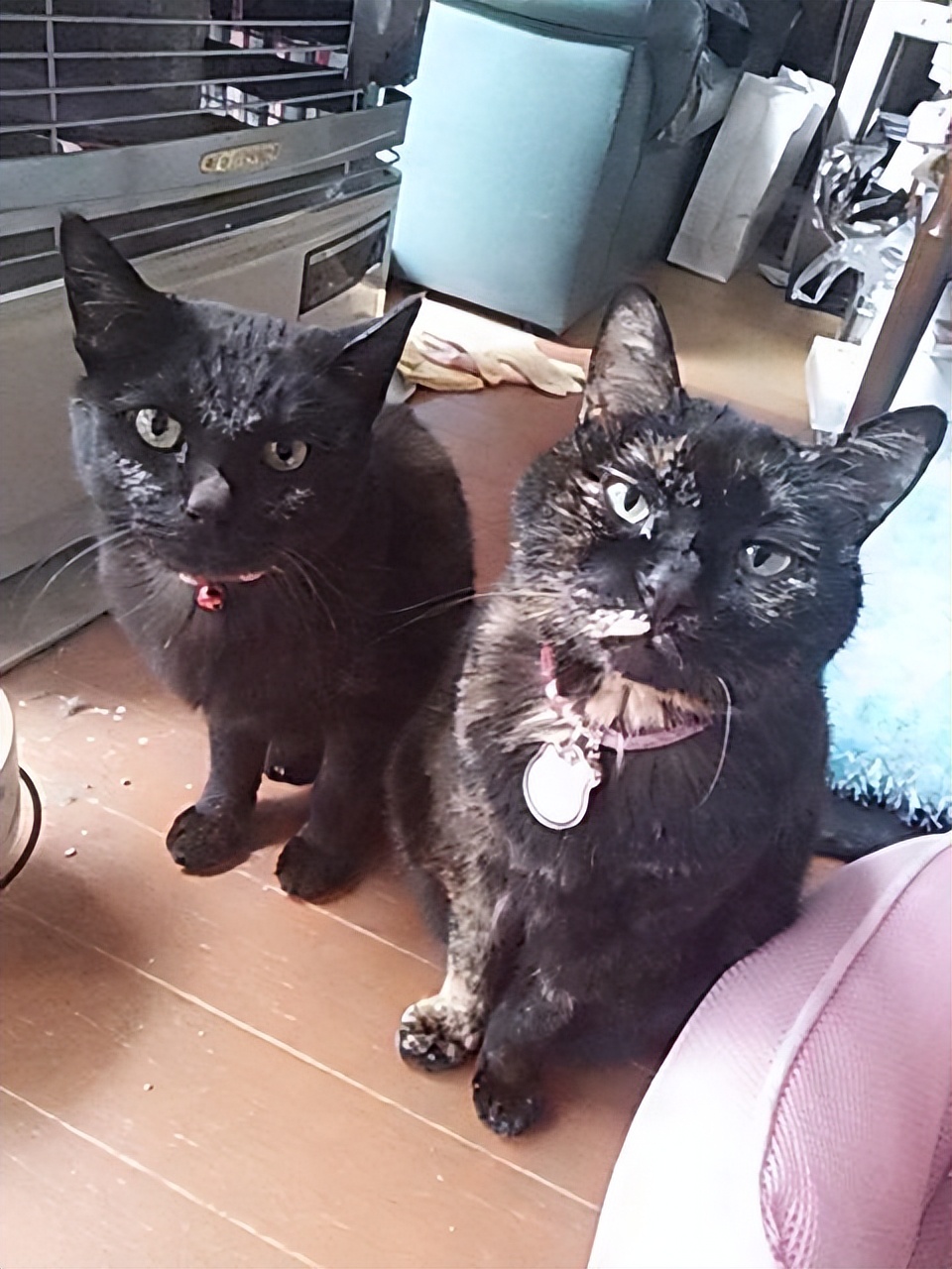 最长寿猫咪死亡,世界上最长寿的猫咪去世