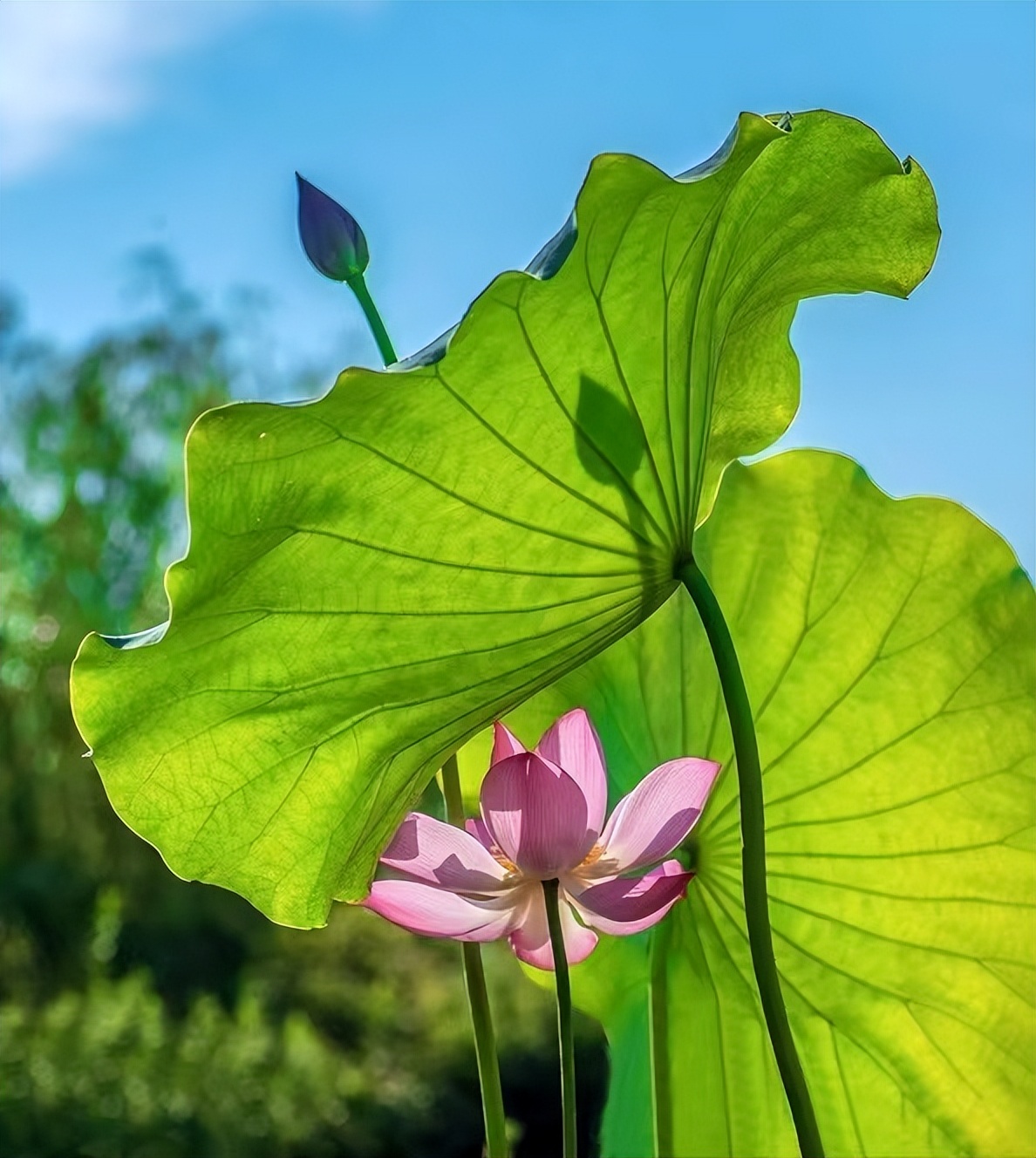 荷你有约环创,荷你有约完整视频