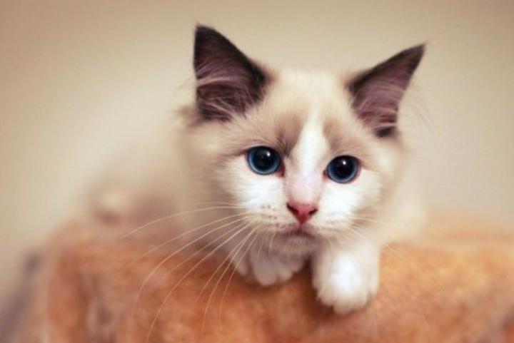 关注：猫眼睛流红色分泌物像血猫咪眼睛流出的分泌物红红的