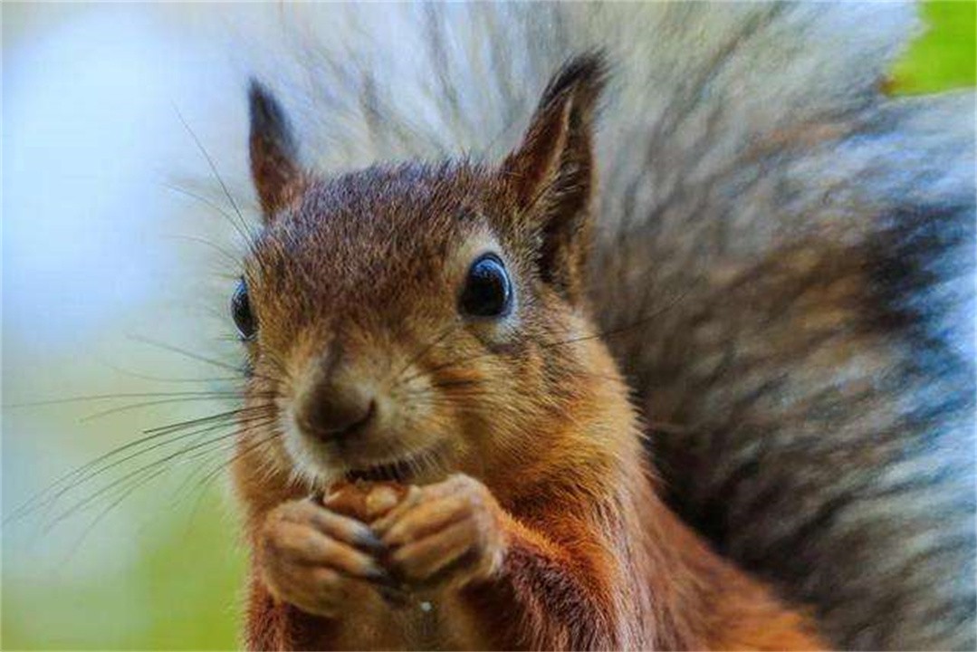 全球最聪明的十种动物,世界上最聪明的十种动物