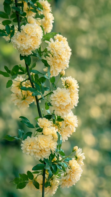 写蔷薇花的古诗词,古诗词经典诵读蔷薇花