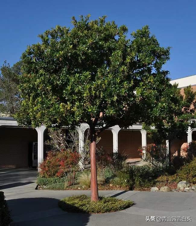 种植草莓一亩地能挣多少钱,草莓树种植地区