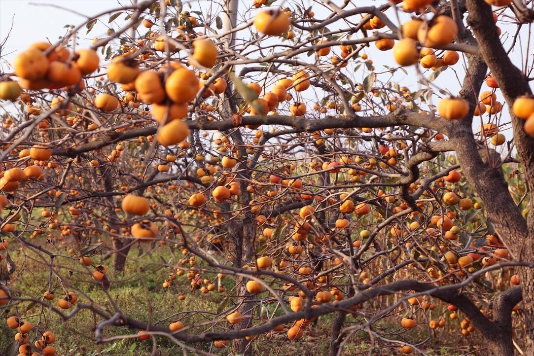 广西恭城月柿,桂林月柿