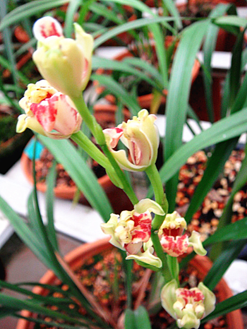 顶级仙气的兰花,最近发现的珍稀兰花