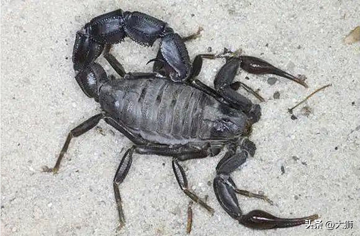 蝎子功的克星,蝎子的克星是什么视频