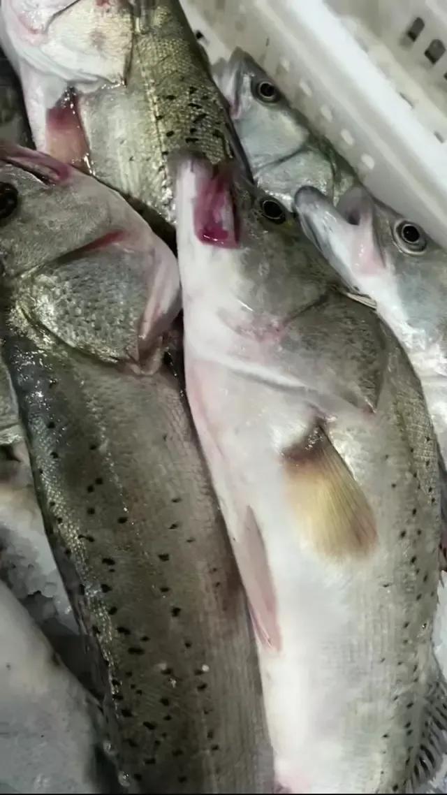 海鲜鱼类排行榜前十名,最便宜的20种海鲜是什么鱼类