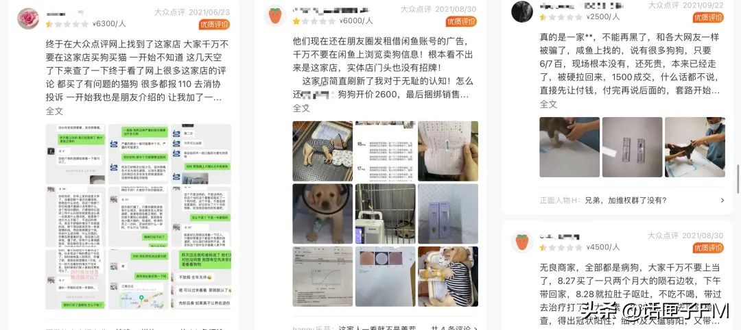 宠物狗销售陷阱,宠物销售内幕