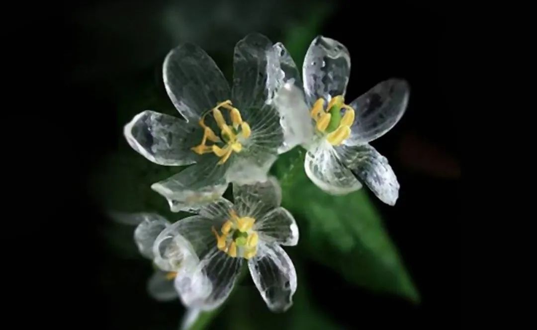 山荷叶·开在山间的魔法精灵，滴落的雨水能让她变得水晶般透明
