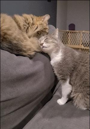 世界上最奇怪最大最恐怖的蛇图片,世界上十大恐怖诡异蛇