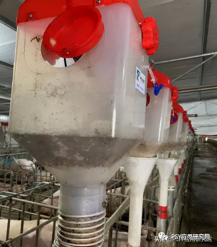 猪场母猪断配率标准,母猪断乳怎么管理