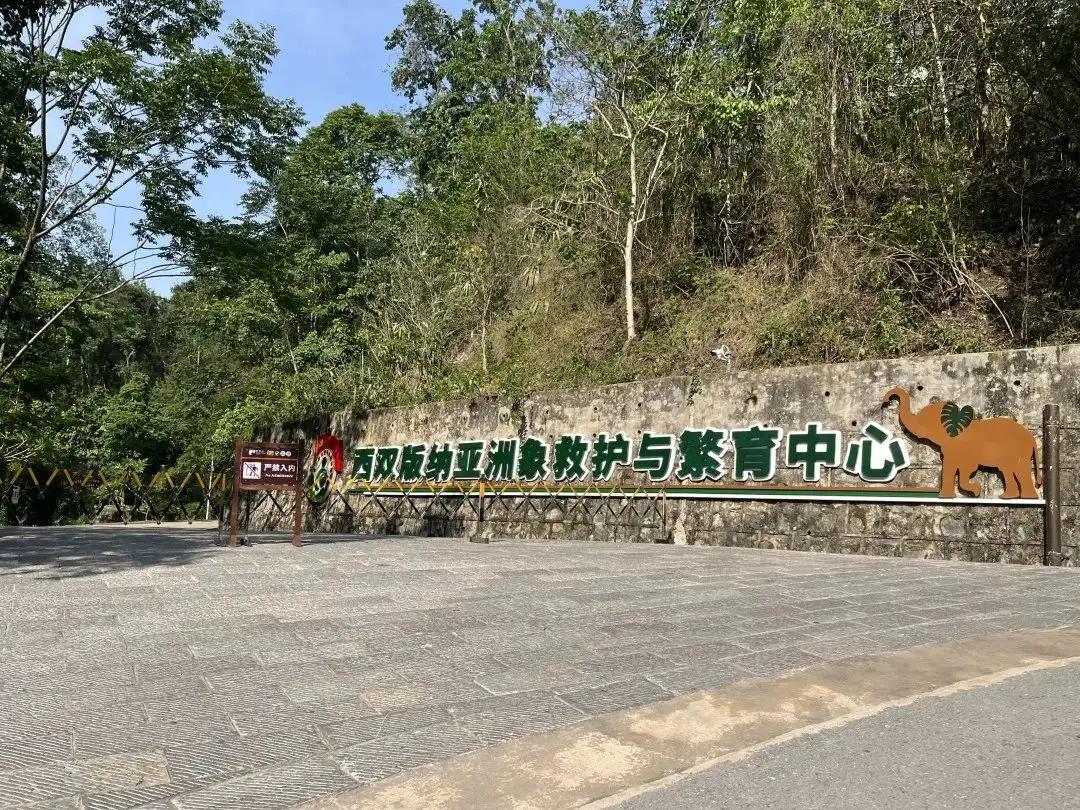 野象谷：给大象拴铁链子，好比人类遛狗的时候拴狗绳