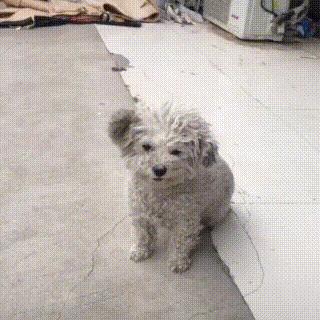 千万别让比熊犬“流浪”的原因，看下去，希望你珍惜