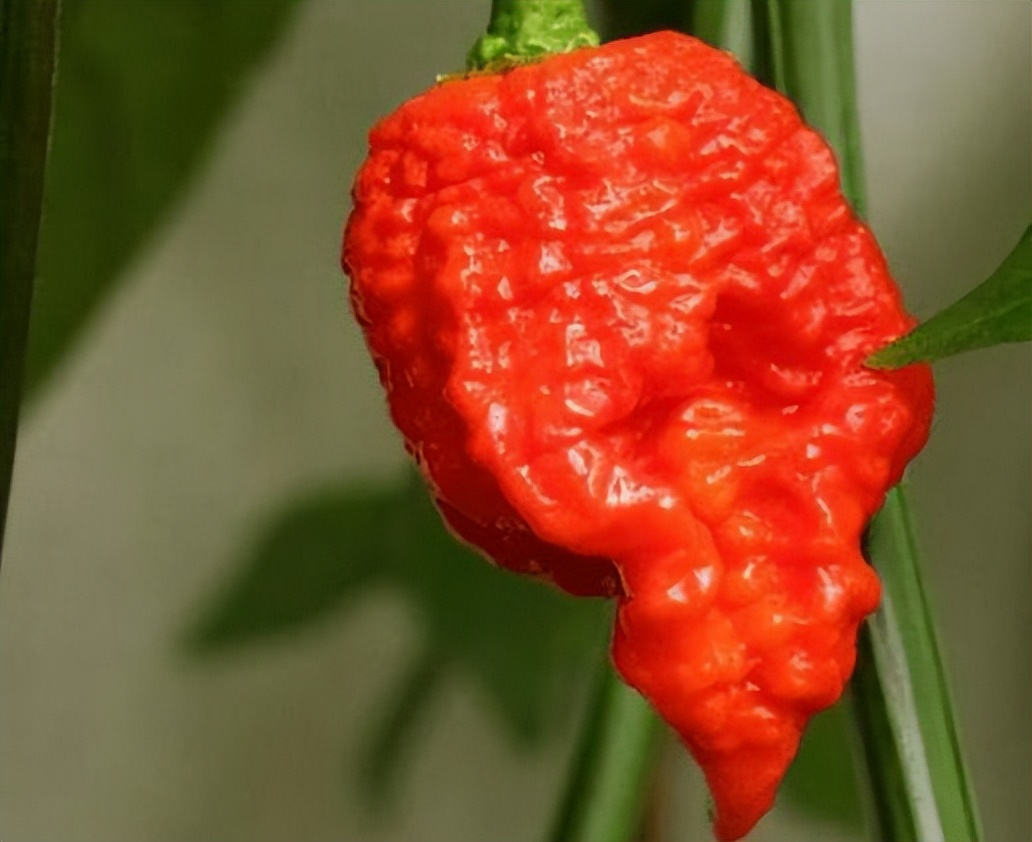 辣王李永志挑战江西辣椒,辣王李永志揭秘