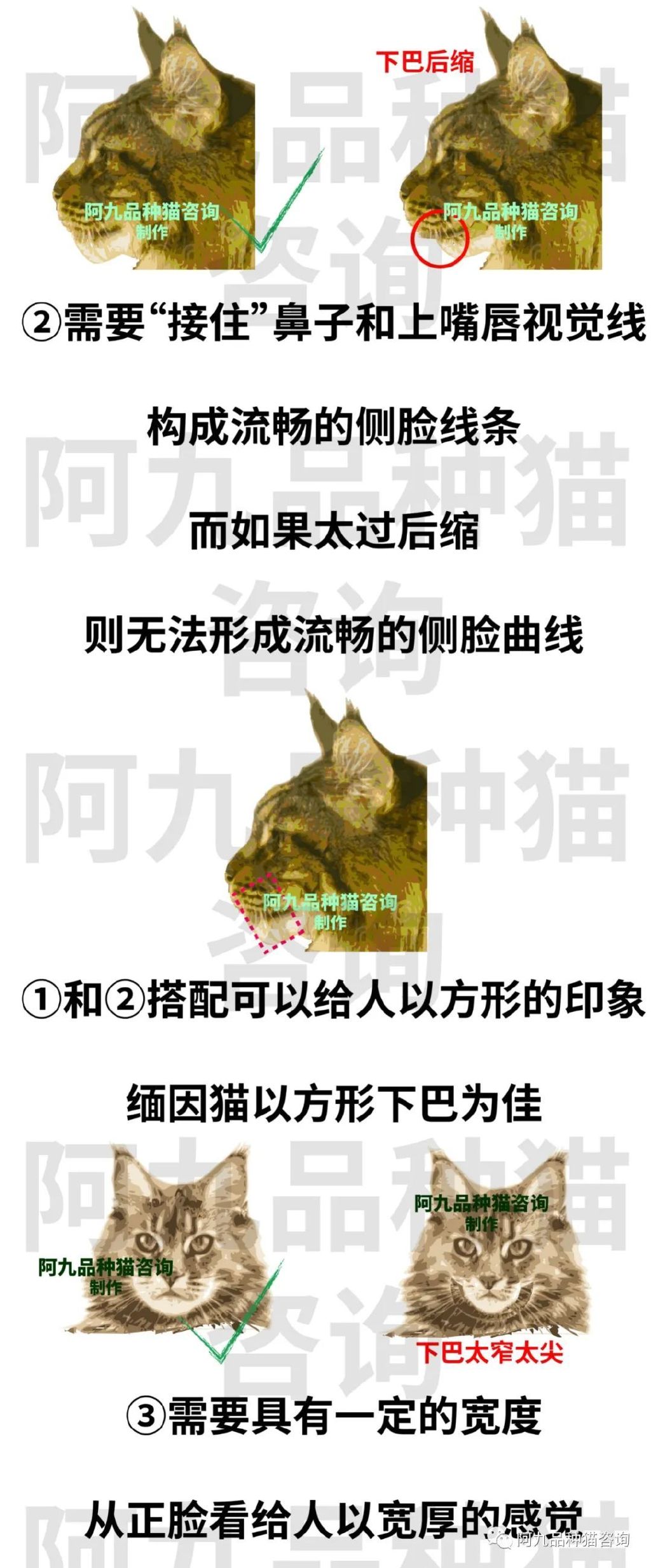缅因猫品种标准图解，缅因猫怎么分辨好坏，缅因猫怎么分辨颜色