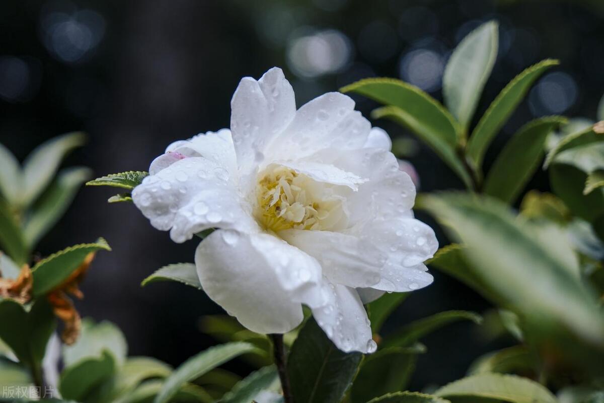 山茶花什么时候开花具体时间,山茶花什么时候开花花期多长