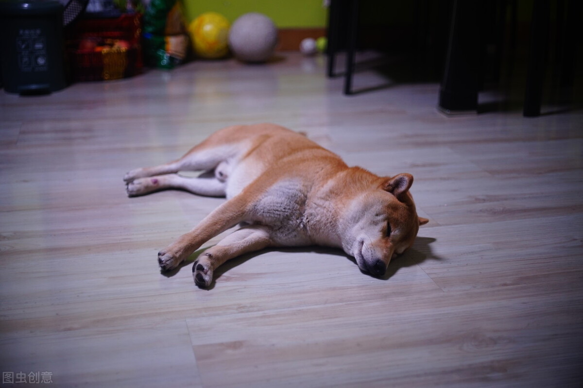 狗狗预防疾病吃什么药,狗狗用药大全养狗必懂