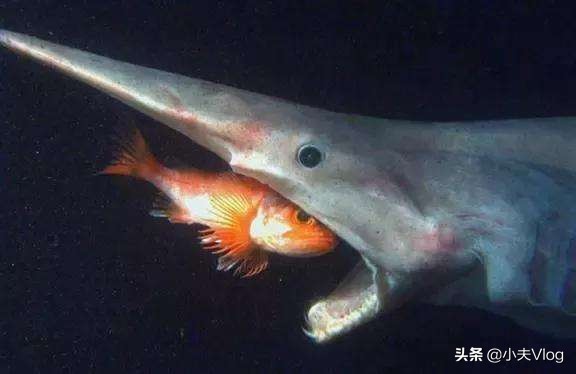 世界上长得最丑的生物,世界上最丑的恐怖的海洋生物