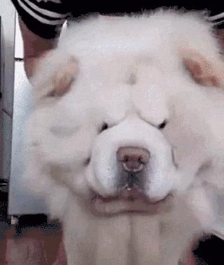 松狮犬是大型犬吗,松狮犬宠物百科