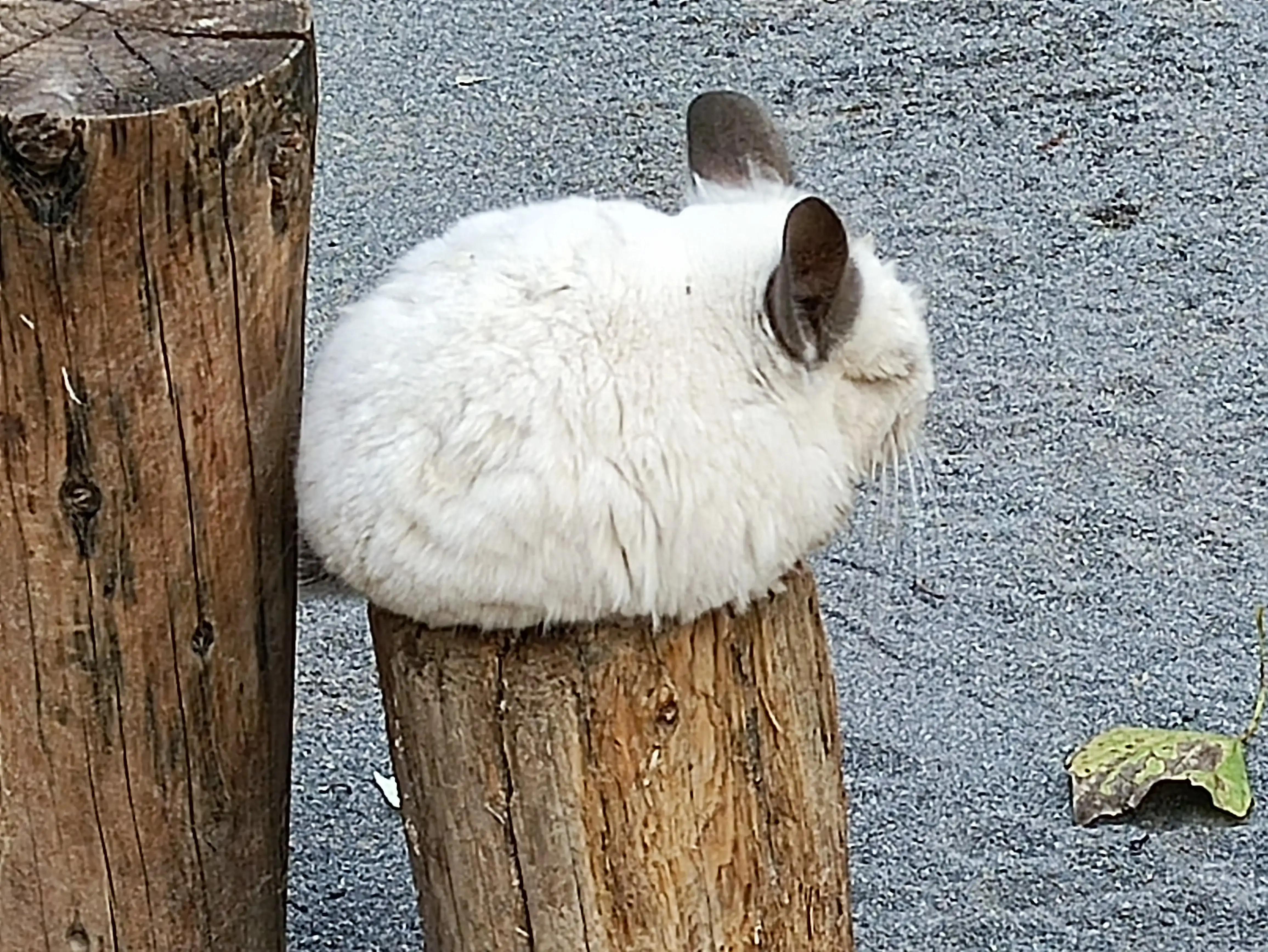 北京动物园和北京野生动物园区别,北京野生动物园狗妈妈和老虎狮子