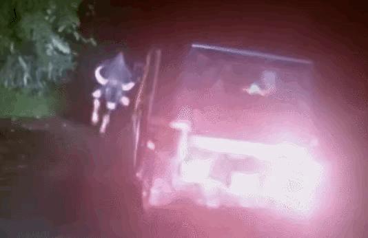 罕见！一头“牛魔王”闯入农户牛圈，体重达1吨，且能打败老虎？