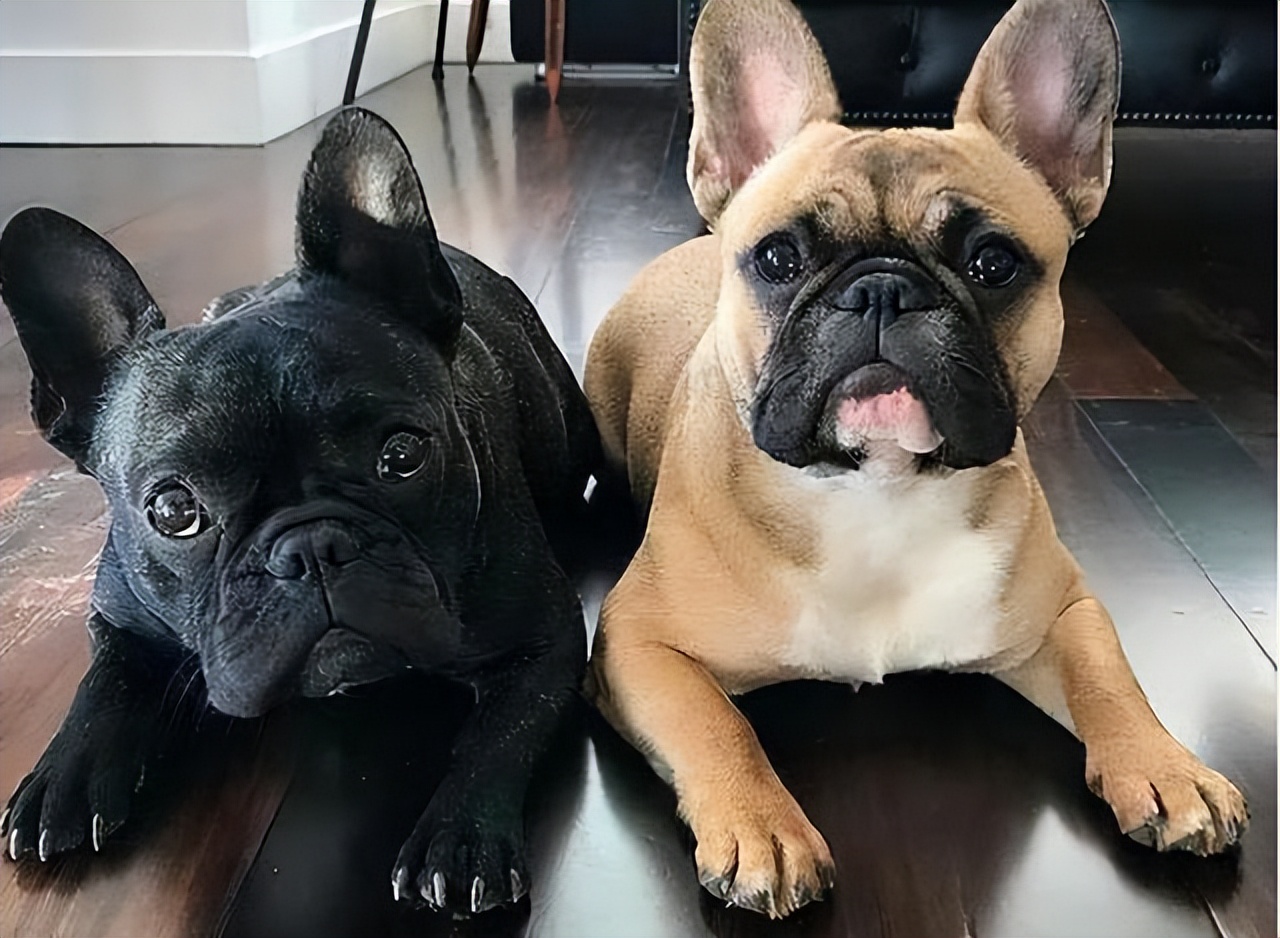 好养温顺的狗狗,哪种狗狗最温顺最聪明好养不掉毛