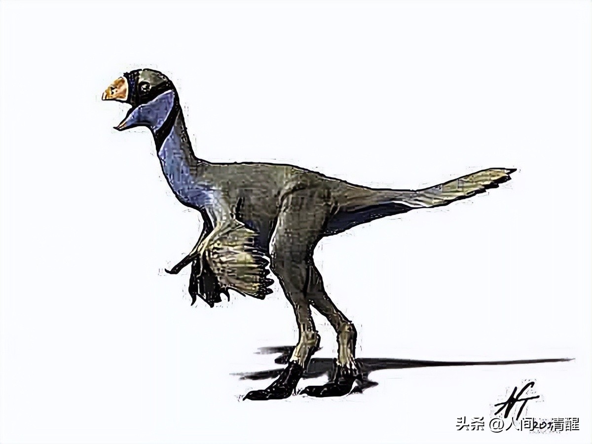 首次挖掘带羽毛的恐龙图片,全部带羽恐龙介绍纪录片