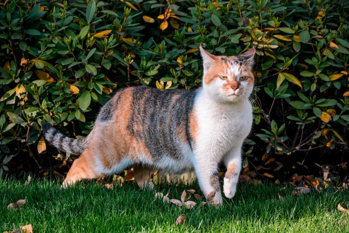 猫界的刘亦菲三花猫,三花猫界的刘亦菲