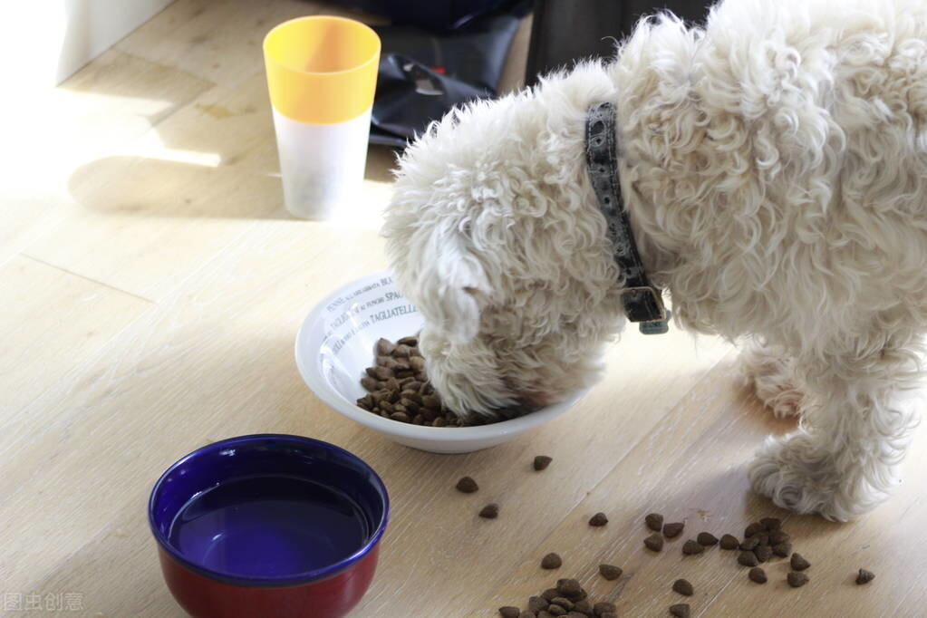 哪种宠物狗最便宜好养,养什么宠物狗比较便宜