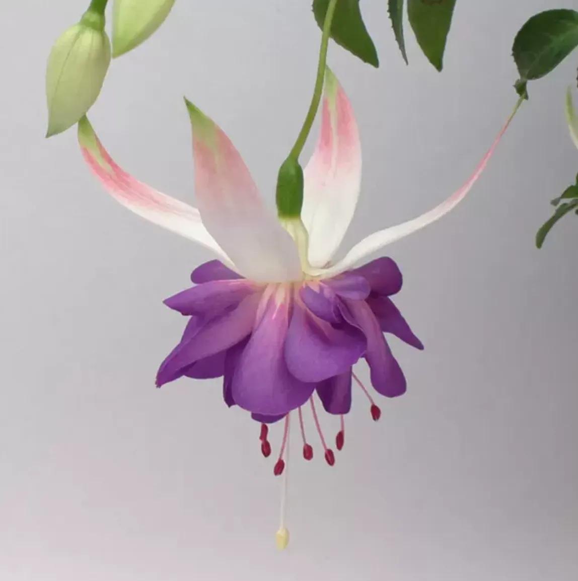 赏花旅游种什么花,春季去公园踏青上百种花让人眼花