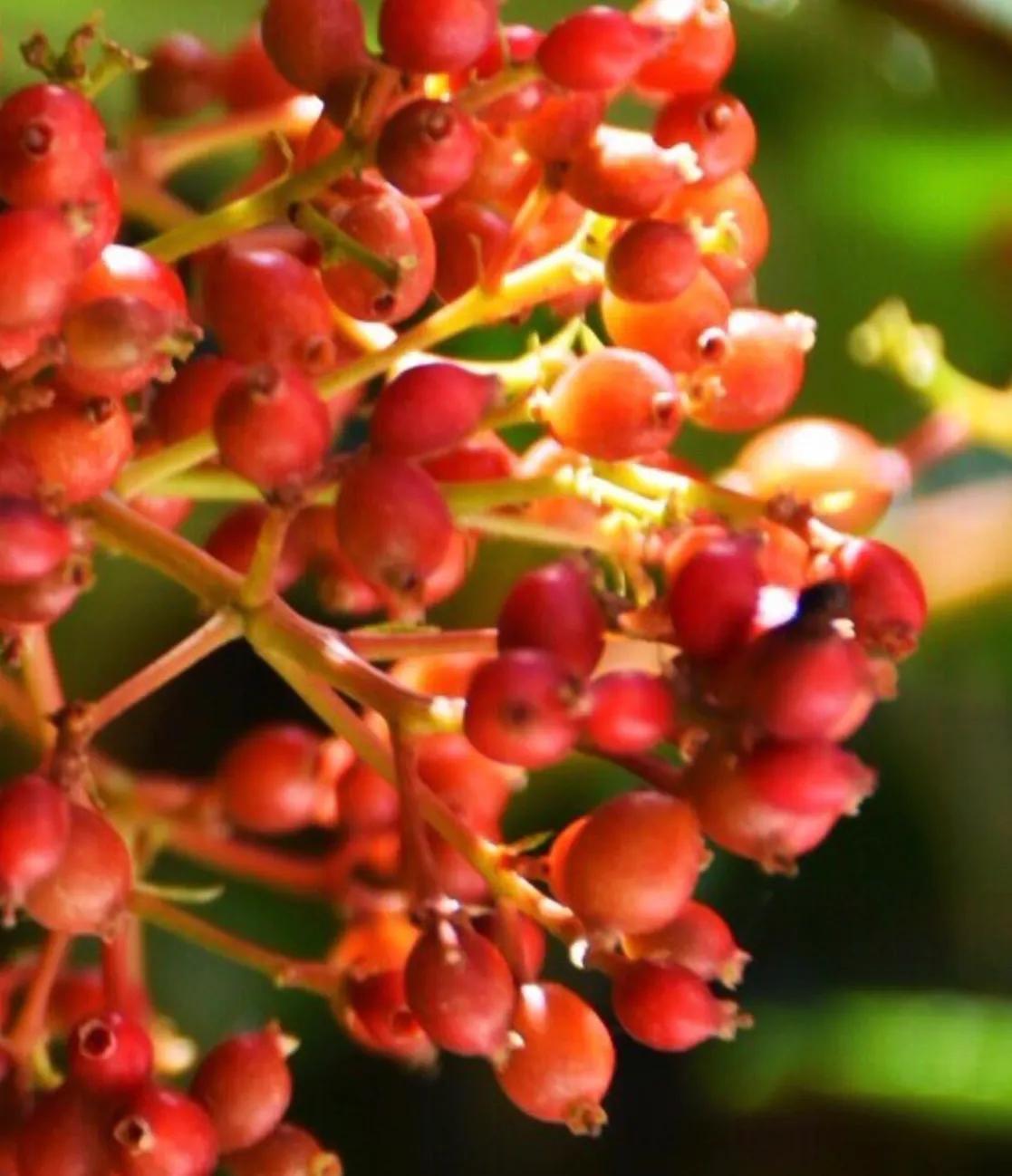 春天十种最美的花名字,花名带冬的有什么花