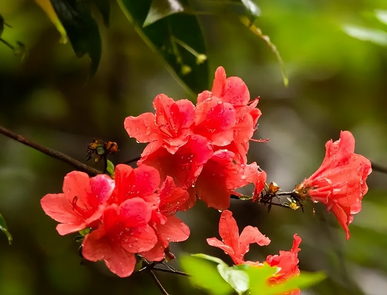 贵州的市花是什么,贵州省各个州的州府