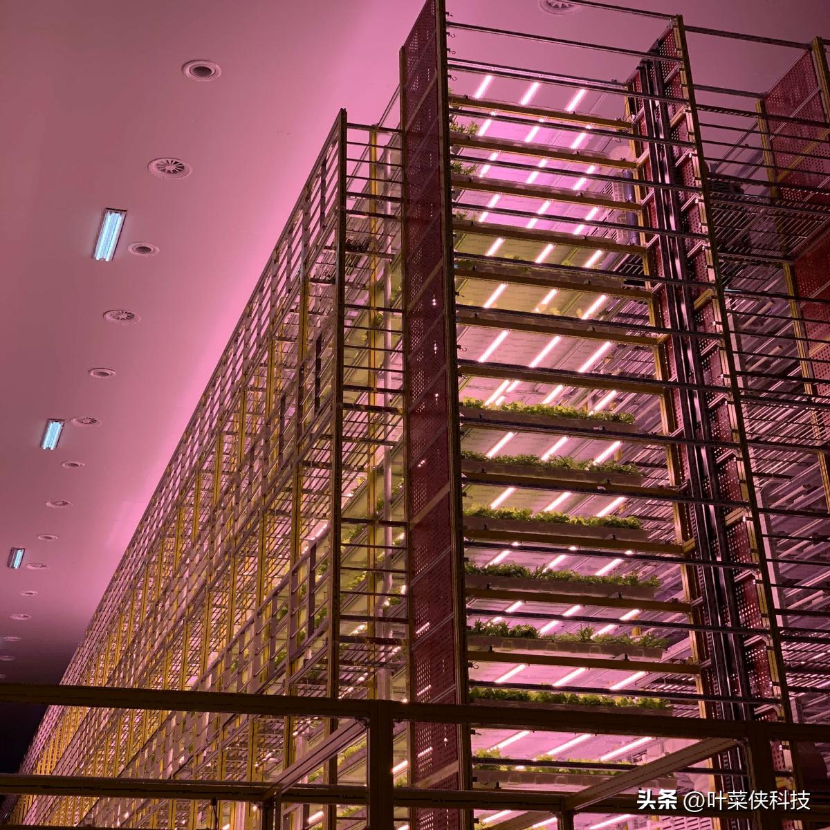 叶菜侠,了解植物工厂的种植技术