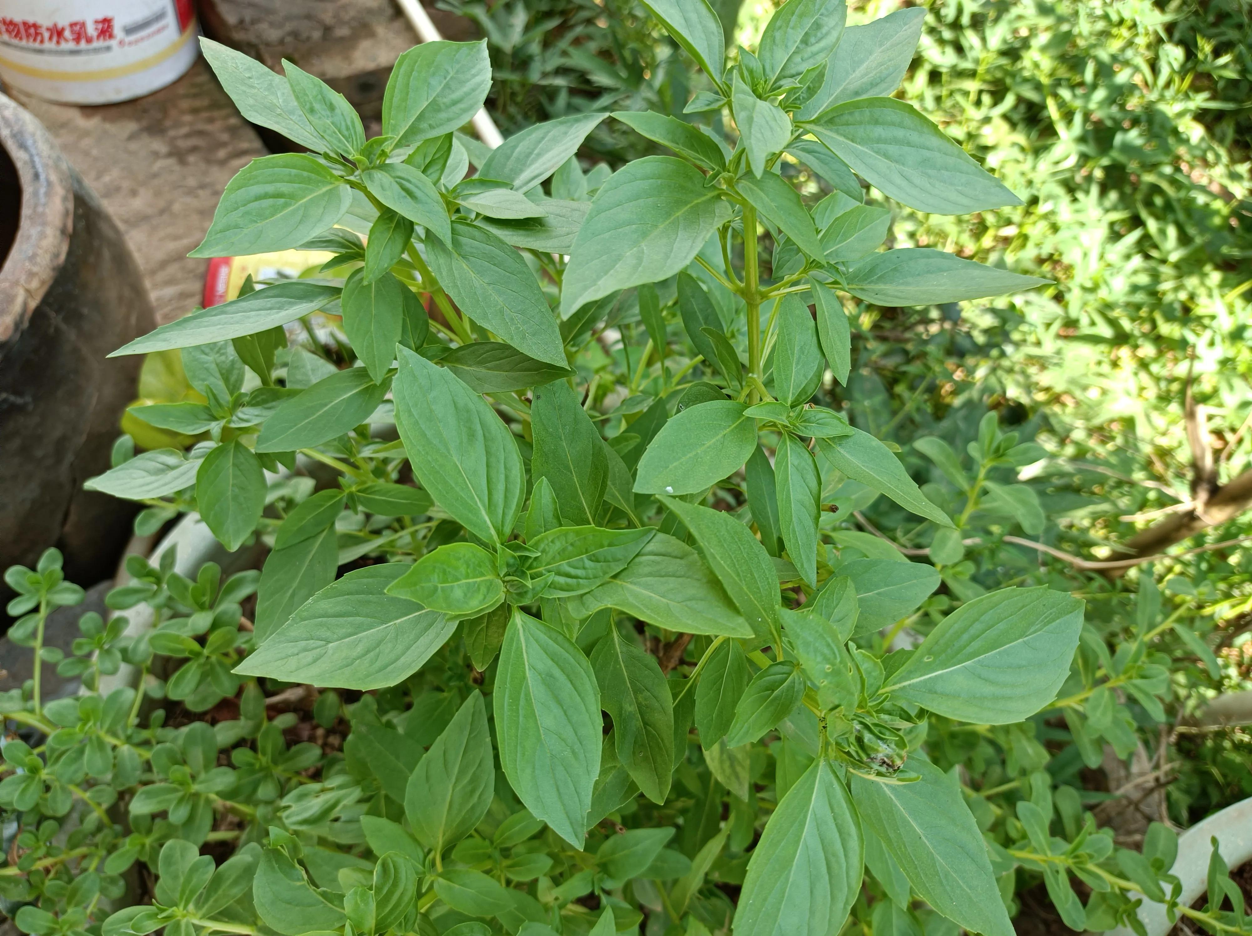 金不换跟薄荷一样的味道吗,薄荷和金不换哪个味道好吃