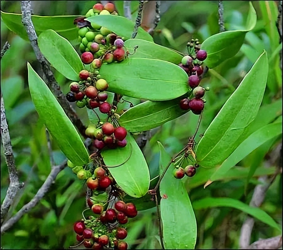 【非洲商机】中药在非洲种植现状与前景分析