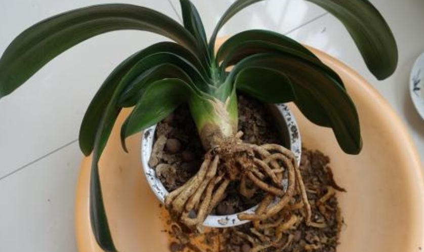 君子兰夏天怎么养才能更旺盛一些,君子兰夏季怎么养才能更旺盛