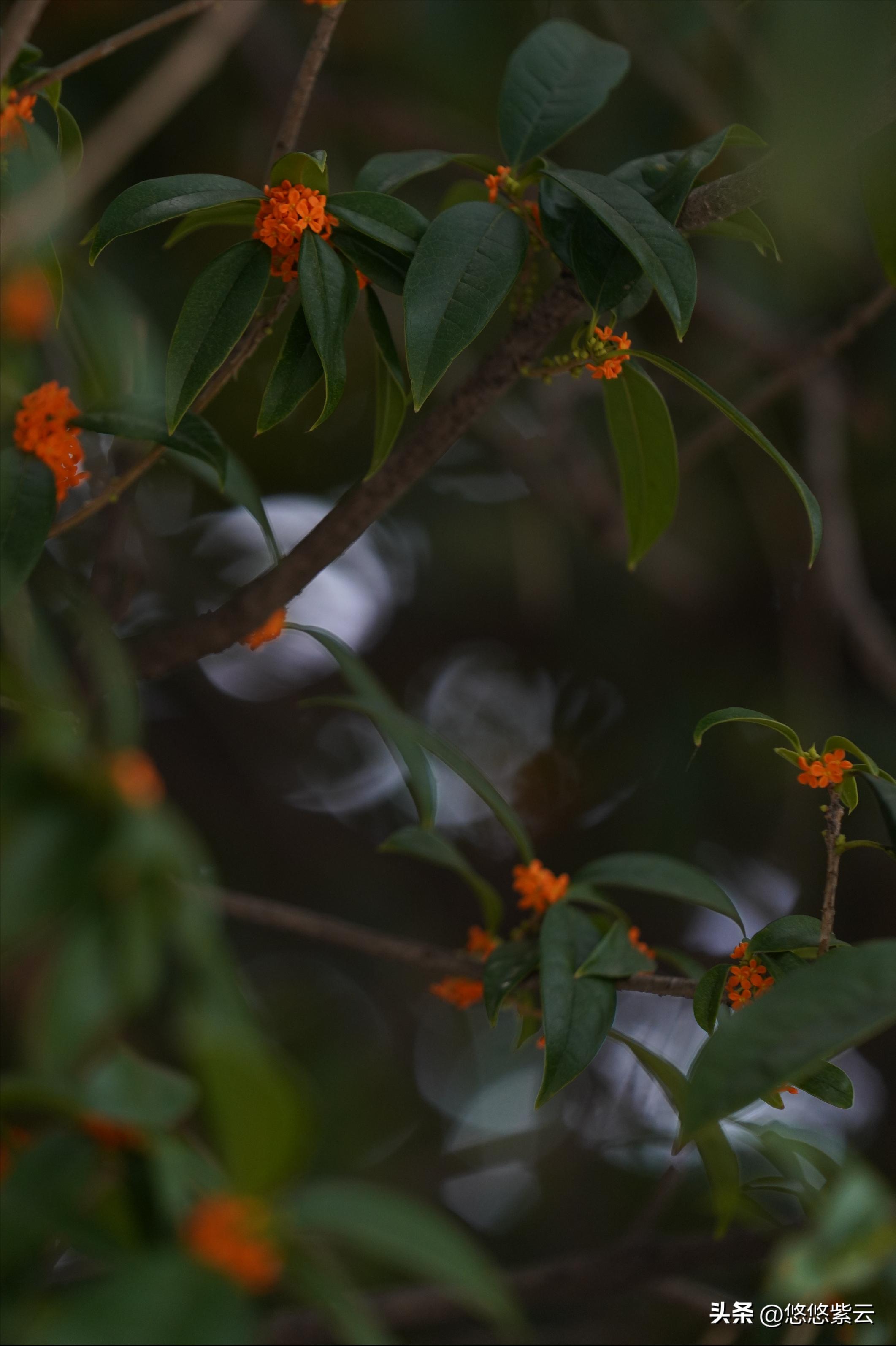 襄阳桂花,襄阳八月桂花遍地开