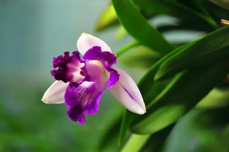 你不知道的国家冷知识黎巴嫩篇,你不知道的国家冷知识安哥拉