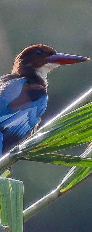 飞阅大湾区鹏城深圳站,飞阅上线