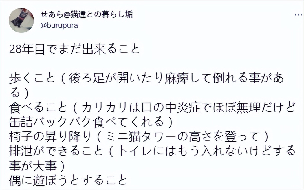 最长寿猫咪死亡,世界上最长寿的猫咪去世