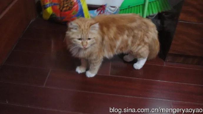 忧郁的毛毛小说,情缘伤感情歌