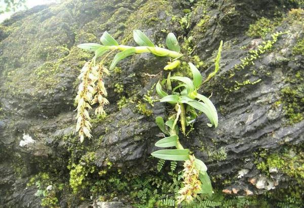 野生石斛一般多少一克,野生新鲜石斛的功能与用法