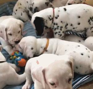 斑点狗这么可爱为什么很少人养,斑点狗为什么是禁养犬