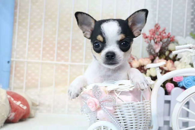 吉娃娃喘粗气,吉娃娃总是发出鹅喘