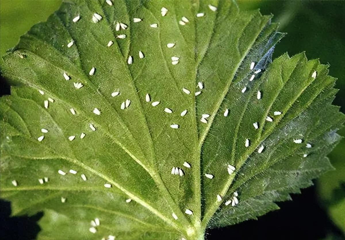 杀虫效果持久的农药,杀虫好的药物