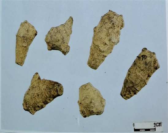 中医三七药材标准,三七真假对比图片三七主治