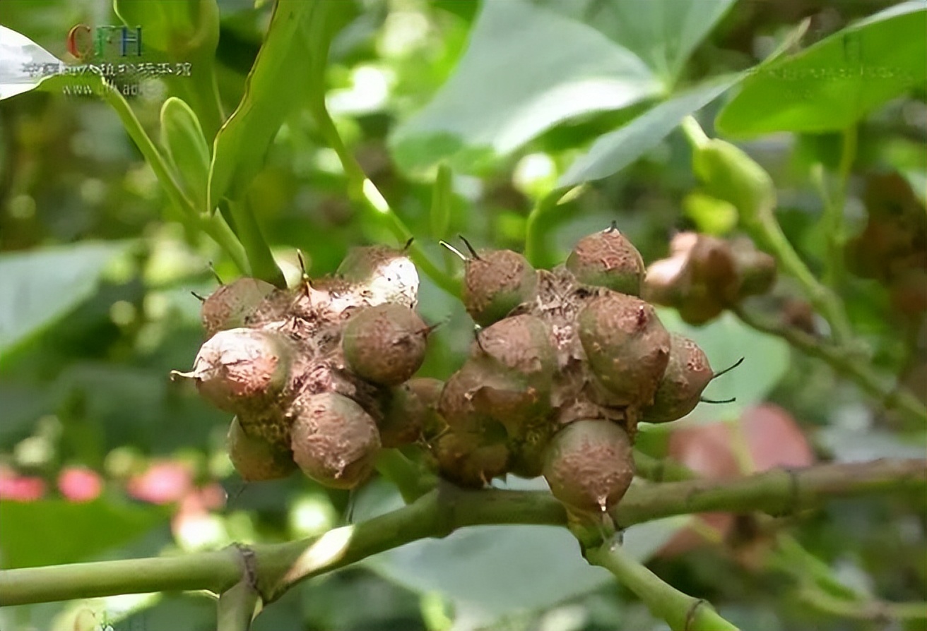 植物识别小口诀，总结的太全了！