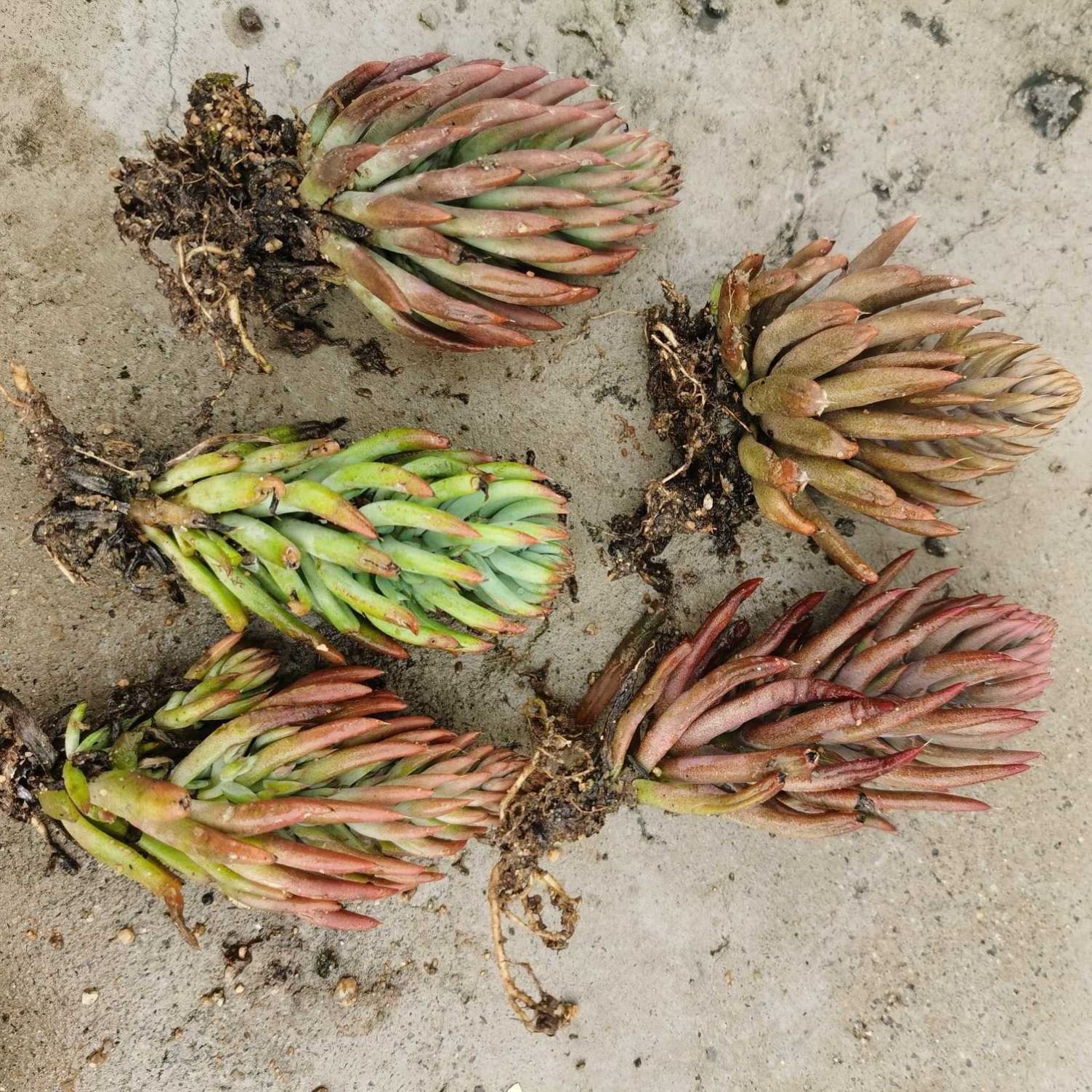 十二卷多肉的品种图鉴,100种多肉植物图片大全