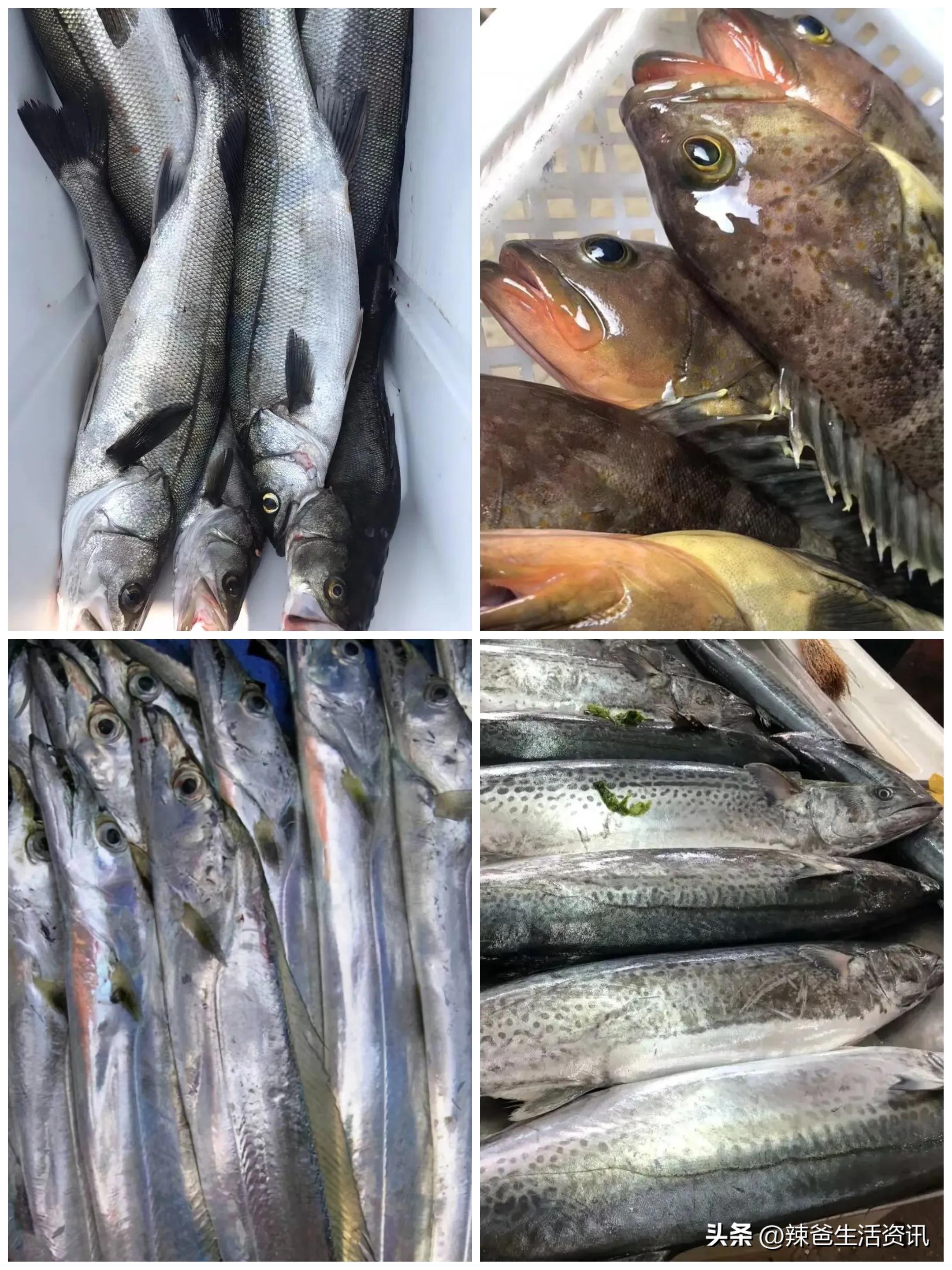 养殖海鱼和野生海鱼的区别,海鱼怎么区分养殖的还是野生的