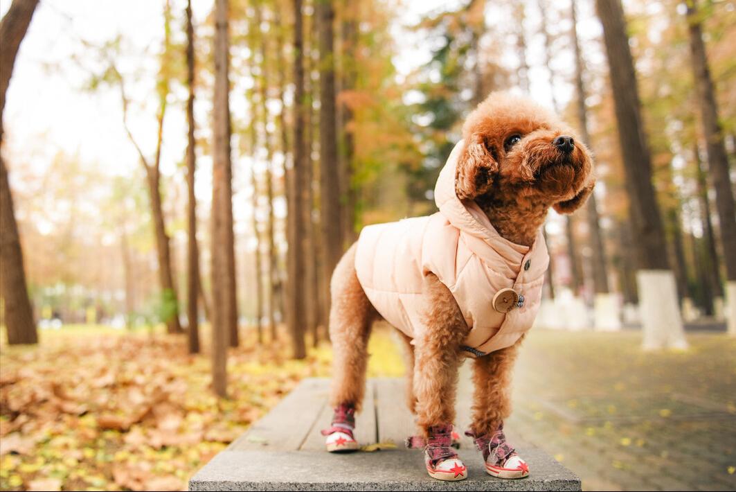 泰迪贵宾犬怎样区分,泰迪贵宾犬怎么区分